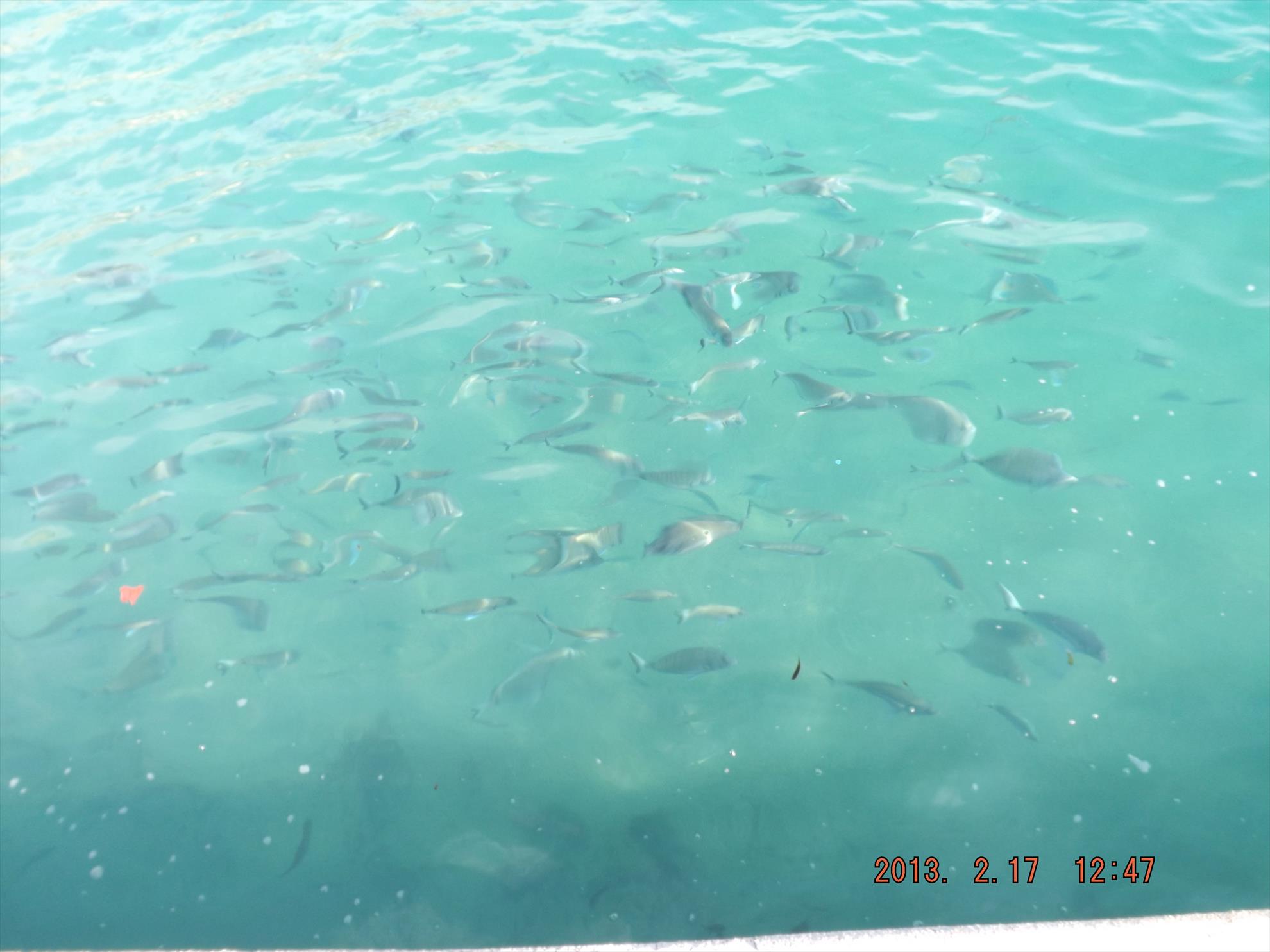 Crapi salbatici si alti pesti - dscf0183.jpg